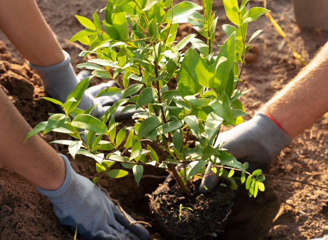 Ağaçlandırma Çalışmaları